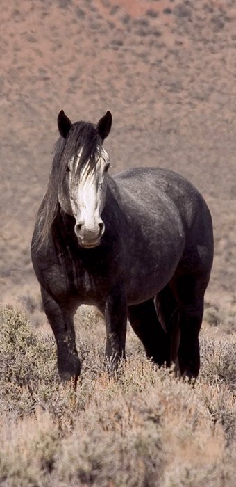 ghost herd by Elissa Kline