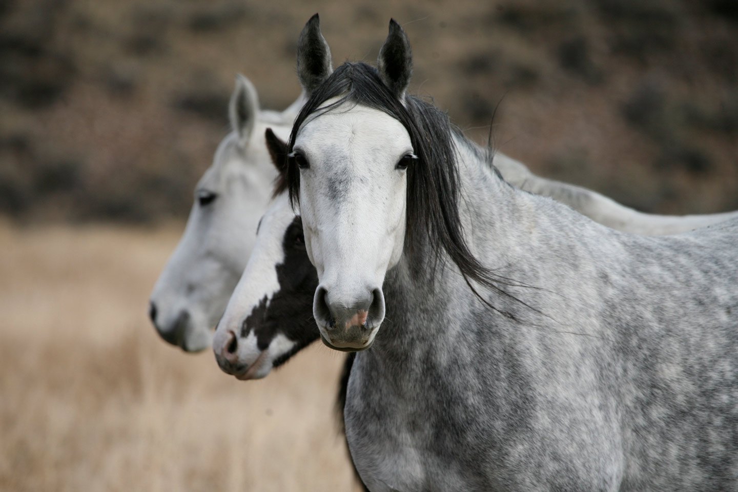 wild horses by Elissa Kline