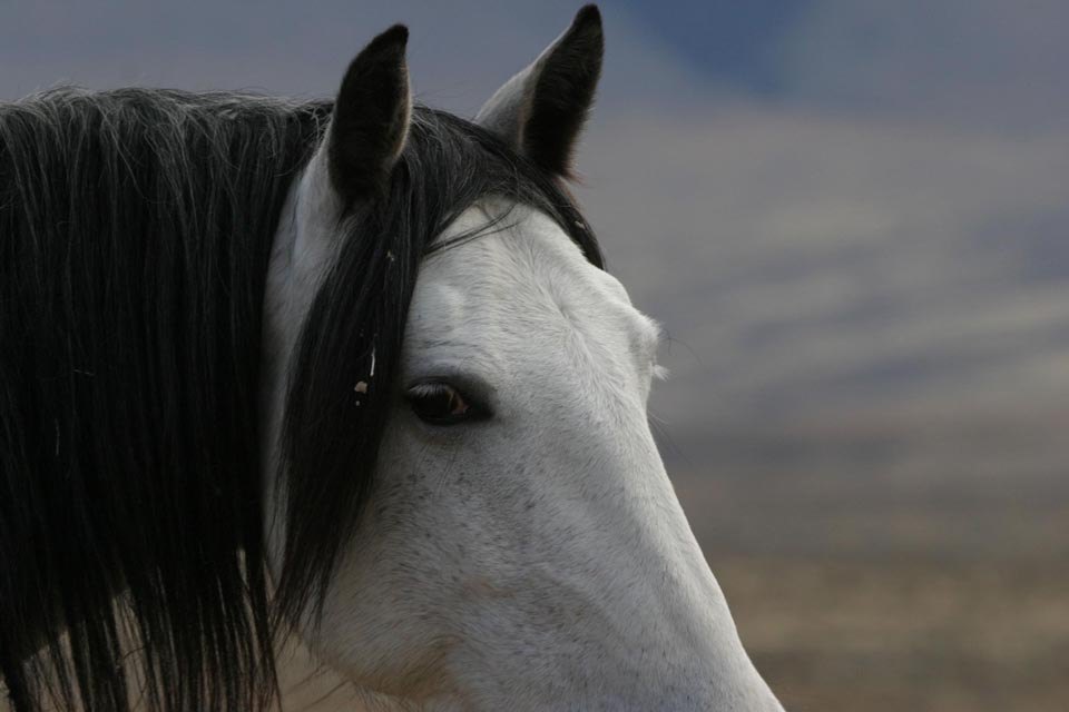 wild horse portrait — Elissa Kline Photography